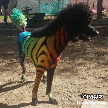 Opawz Hair Lightning Cream set – Riddles Creative Box