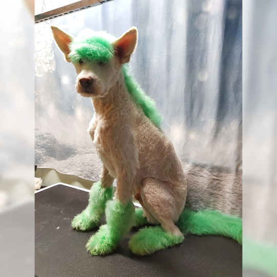 Opawz semi online permanent dye